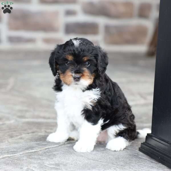 Kinsley, Cavapoo Puppy